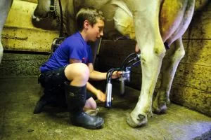 Seit seinem 6. Lebensjahr kümmert sich Bernhard um seine Kühe.