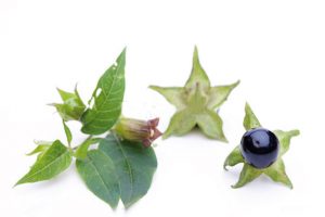 FA_07_14_giftpflanzen01