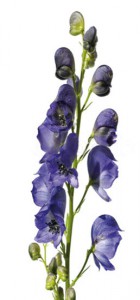 FA_07_14_giftpflanzen02