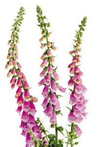 FA_07_14_giftpflanzen03