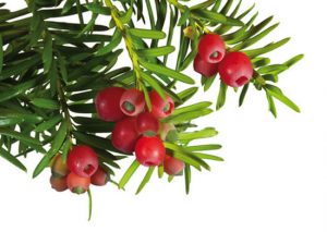 FA_07_14_giftpflanzen04