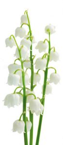 FA_07_14_giftpflanzen05